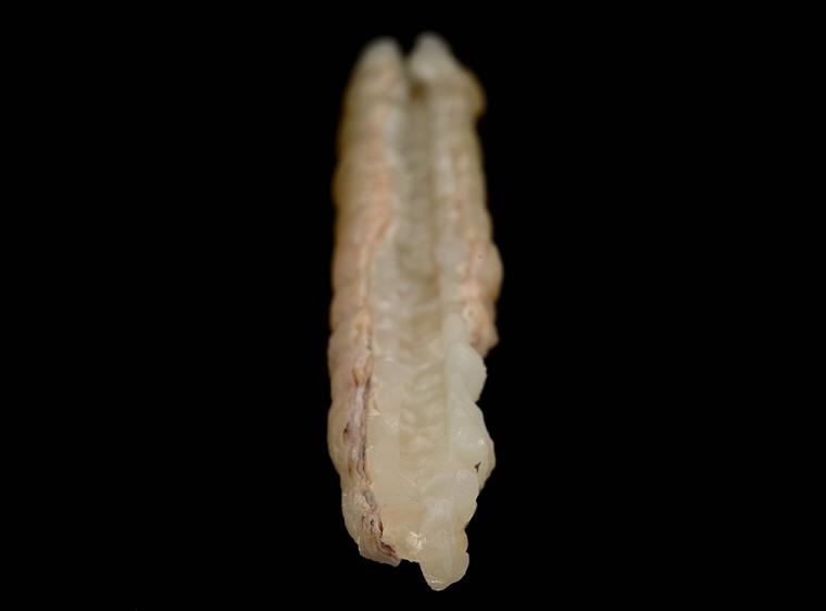 SMITHSONITE after GYPSUM